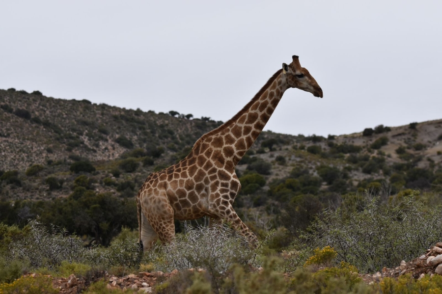 0 Bedroom Property for Sale in Ladismith Western Cape